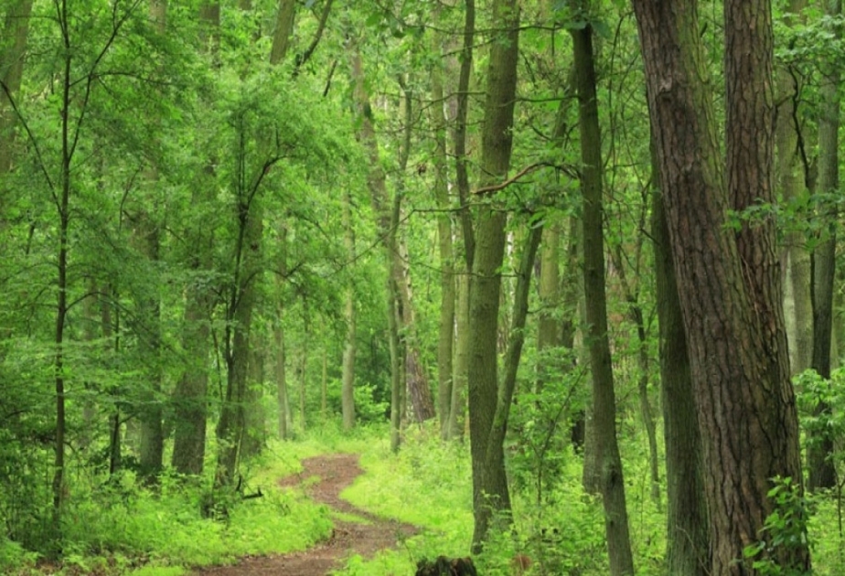 В весенний посевной период планируется высадить более 700 тысяч лесных деревьев