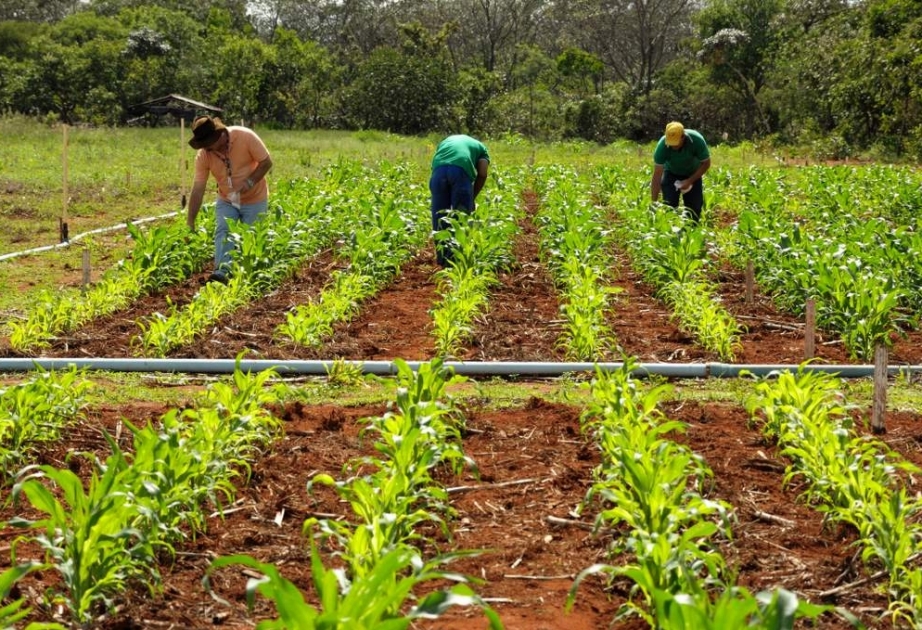 В Бразилии из-за ситуации в Украине под угрозой находится сельскохозяйственная отрасль