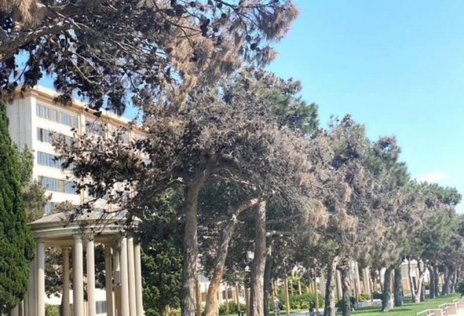 İynəyarpaqlı ağacların quruması quraqlıq stresi ilə əlaqədardır