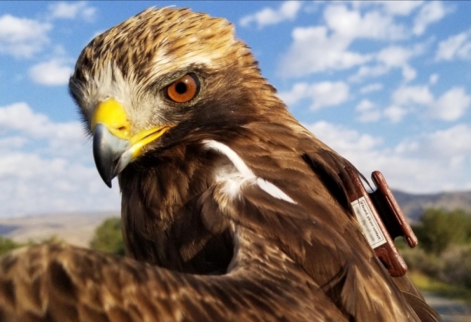 Turkish researchers track cross-continent journey of migratory bird