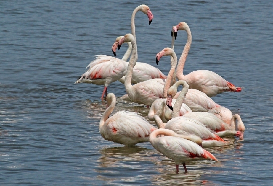 Azerbaiyán es uno de los países europeos con mayor número de aves invernantes