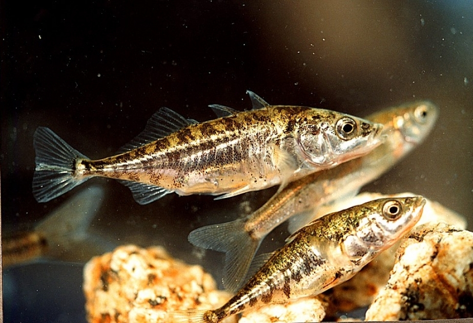 Three-spined stickleback