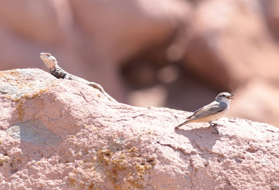 Observación de aves en Najchiván