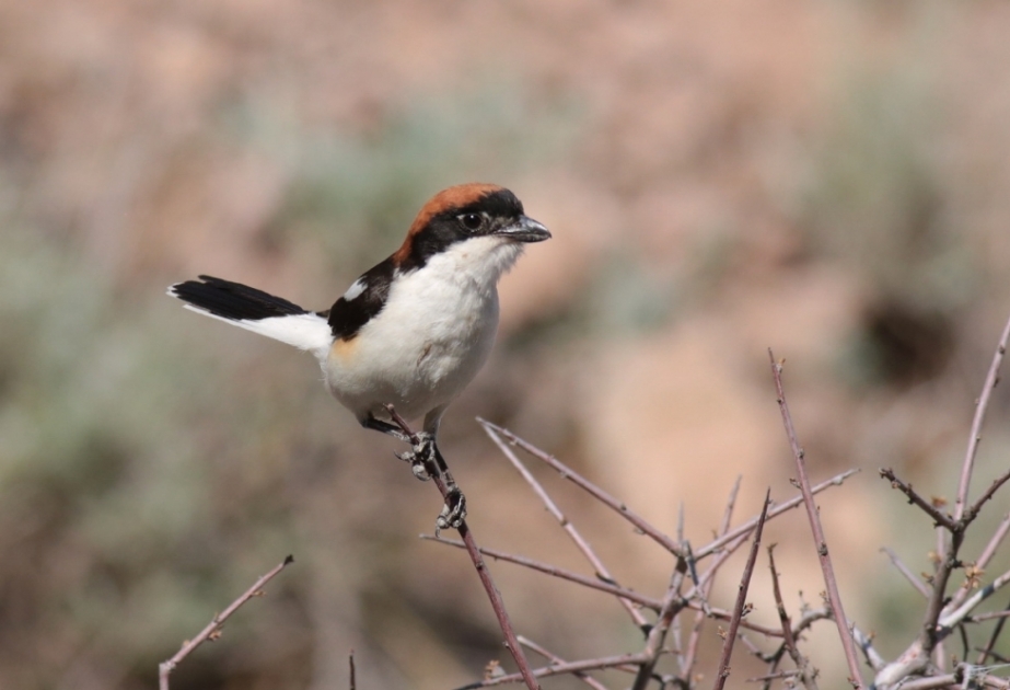 Birdwatching experience in Nakhchivan – an integral part of Azerbaijan famous for its rich biodiversity in Caucasus ecoregion