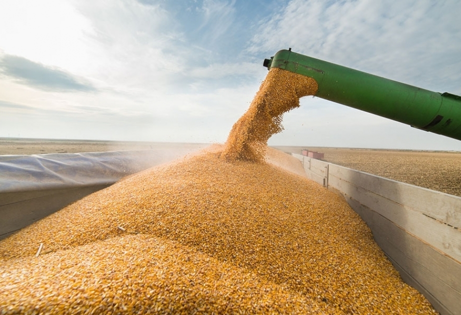 Kazajstán planea limitar las exportaciones de cereales y harina