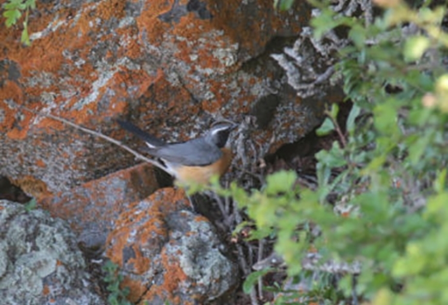 Exclusive bird species in Talish Mountains – exciting birdwatching spot in Azerbaijan