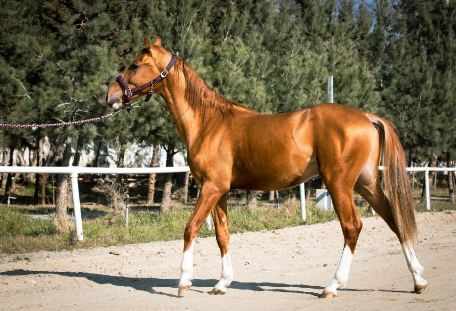 Los caballos de Karabaj se subastarán por primera vez en Azerbaiyán