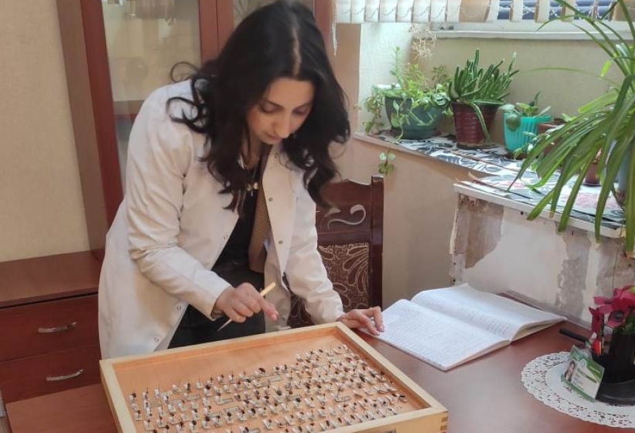 Zooloji Muzeyin entomoloji kolleksiyasının inventarlaşdırılması və sistemləşdirilməsi aparılır