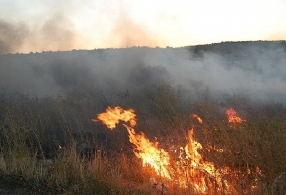 حريق جرف الأعشاب الجافة والشجيرات والأشجار في 3 هيكتارات من محمية صنوبر ائلدار في ساموخ