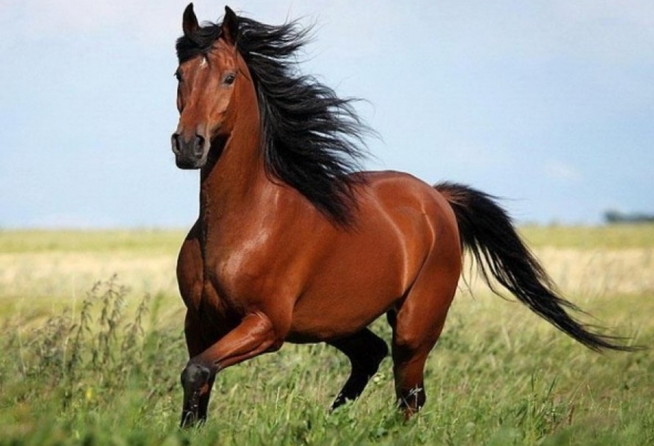 Les chevaux Karabagh - race de chevaux appartenant au patrimoine mondial de l’humanité