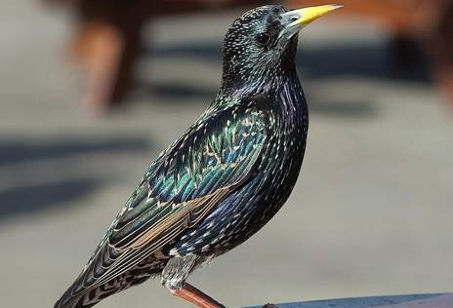 Starlings - the most numerous songbirds