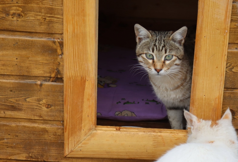 Se crearon refugios para gatos en Shusha