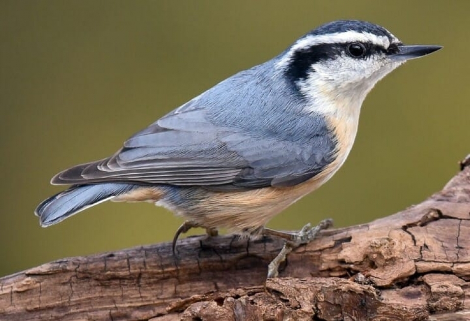 Nuthatches – small woodland birds