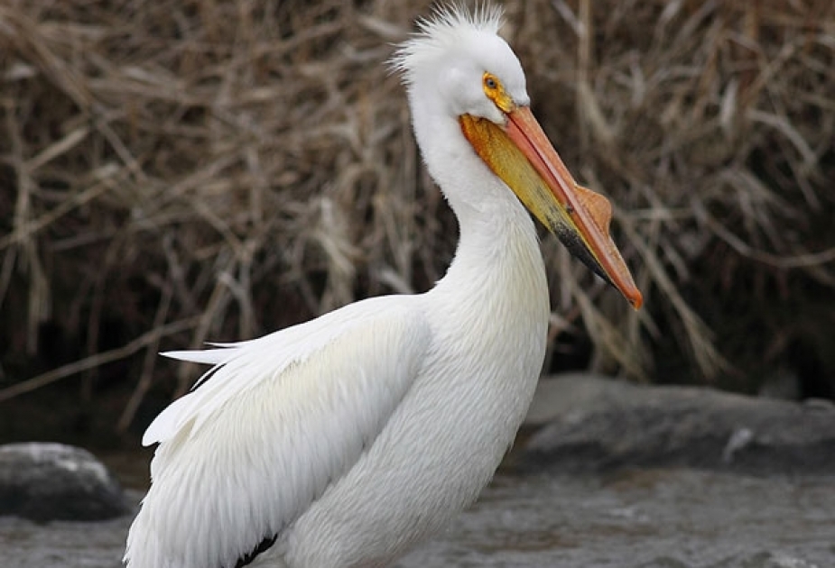 Pelicans - large water birds