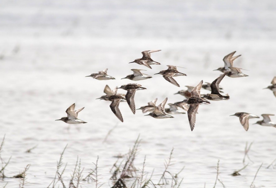 Observación de aves en el Parque Nacional de Gizil Aghaj