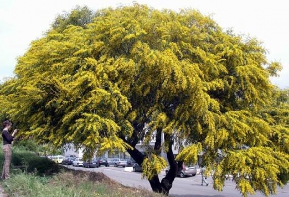Acacia – fast-growing tree