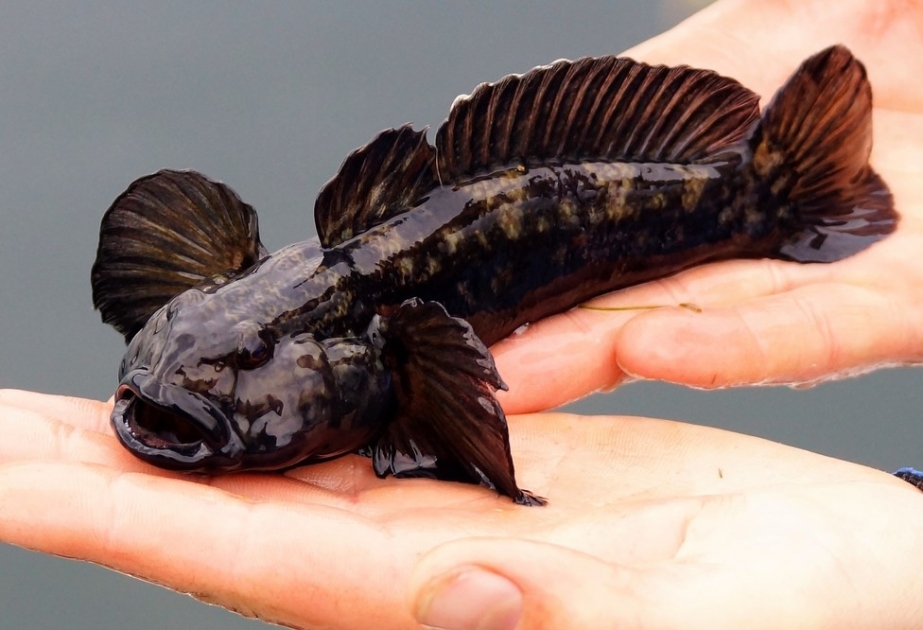 Caspian Goby