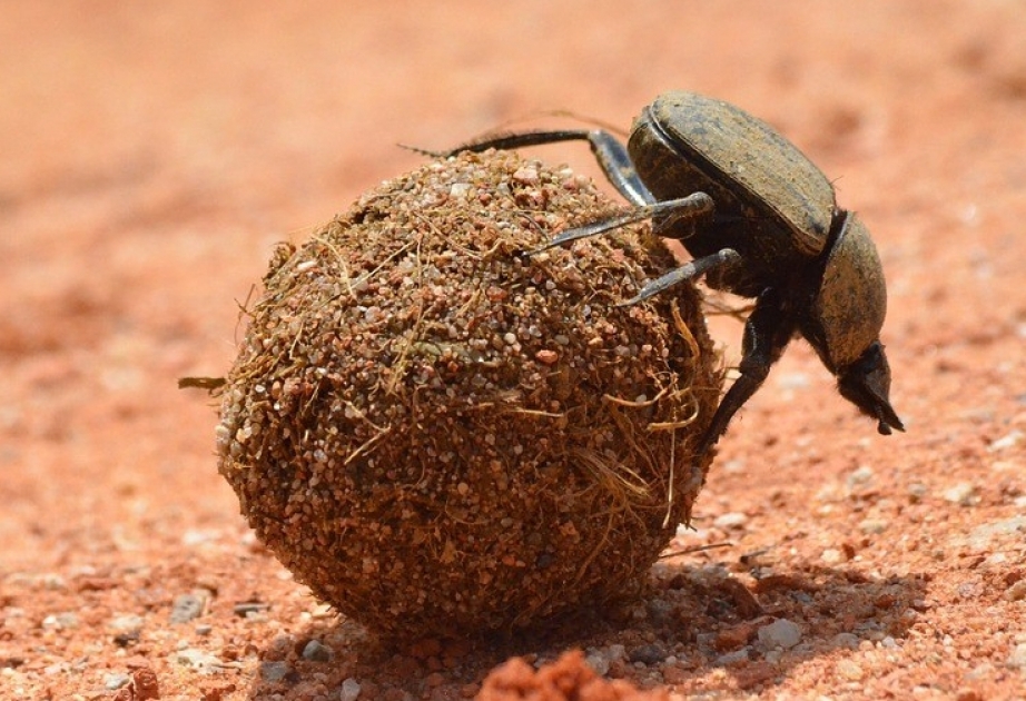 Scarab- an ancient Egyptian beetle, symbol of development, growth and effectiveness