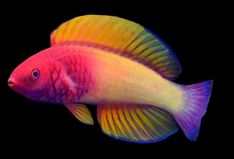 Scientists discover beautiful new rainbow-colored fish lurking among 'twilight reefs'