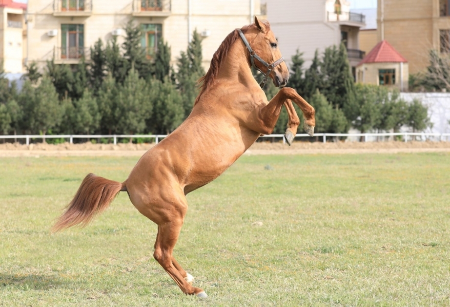 Los caballos de Karabaj se subastan por primera vez en Azerbaiyán