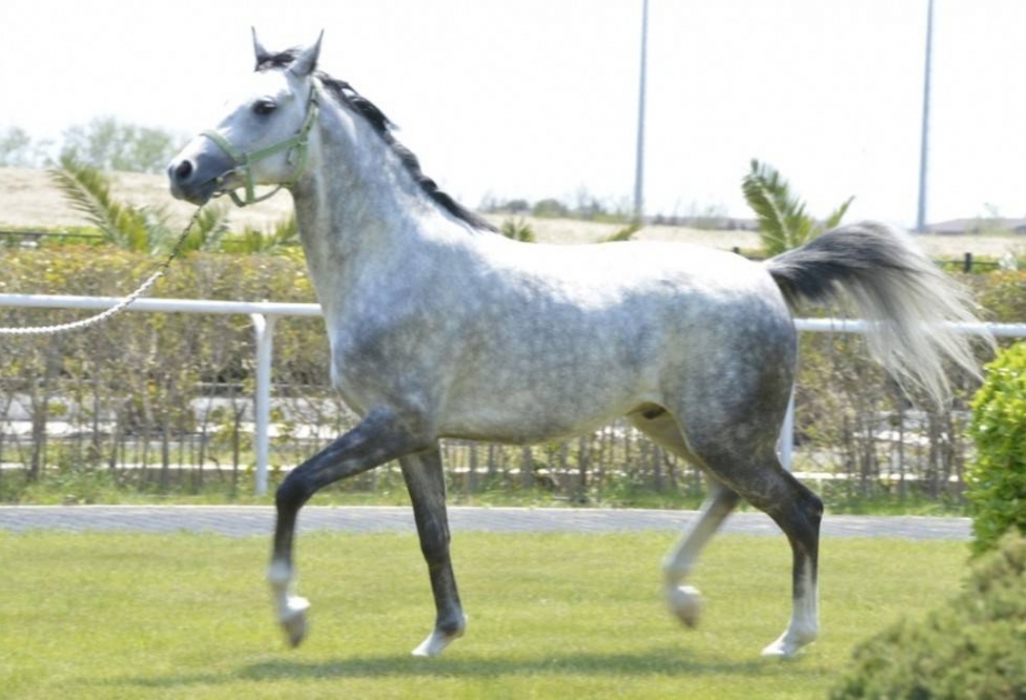 Una de las antiguas razas de caballos más resistentes de Azerbaiyán-Dilboz