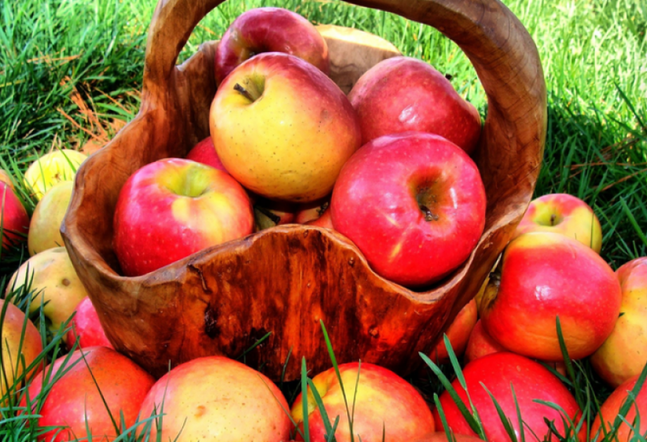 Azerbaïdjan : les exportations de pommes ont légèrement diminué