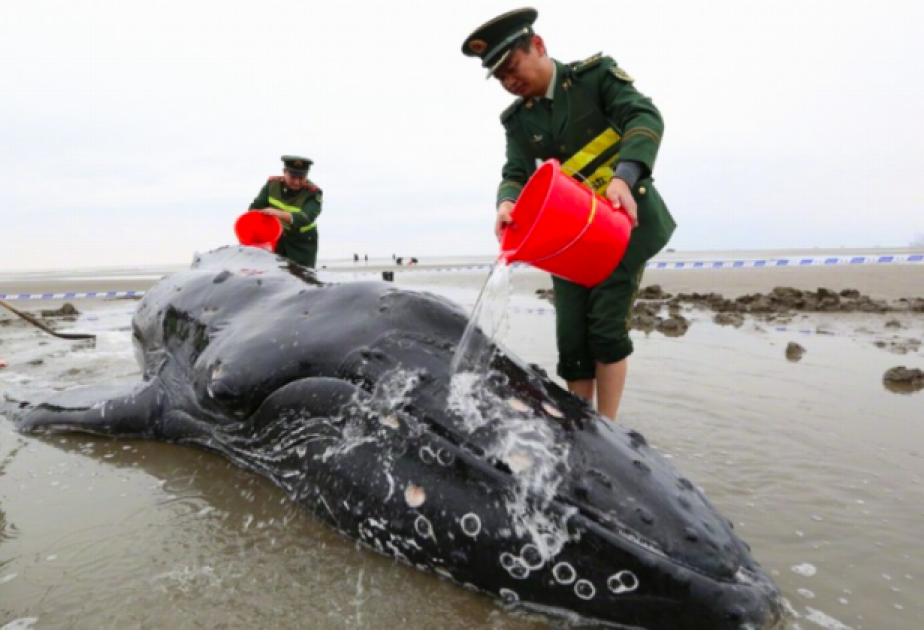 В восточном Китае спасли выбросившегося на берег кита