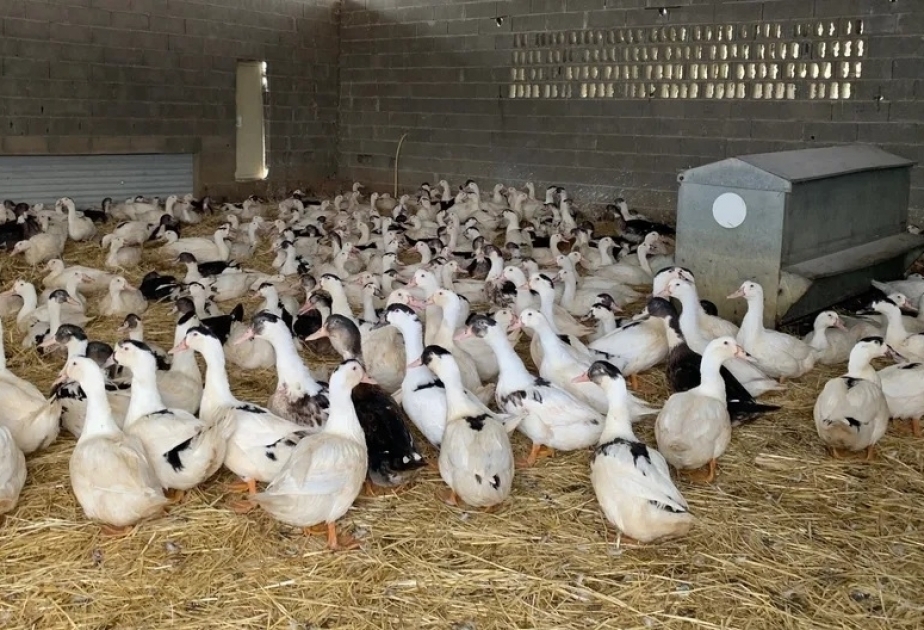 Во Франции снова начал распространяться птичий грипп