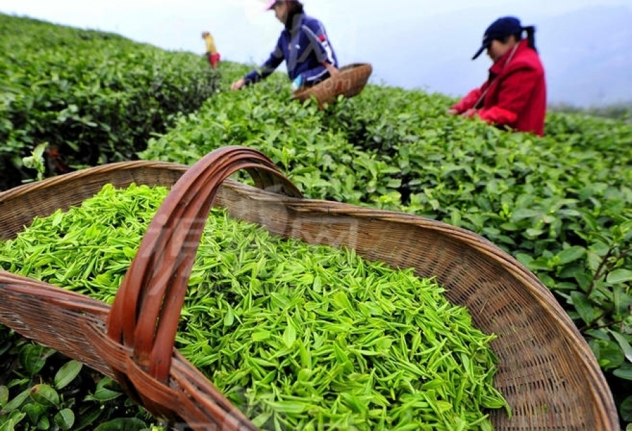 En trois mois, 354 tonnes de thé ont été exportées depuis l’Azerbaïdjan