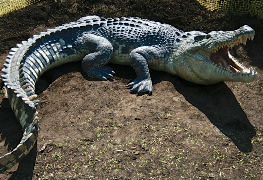 Saltwater crocodile- the world’s largest ever crocodilian