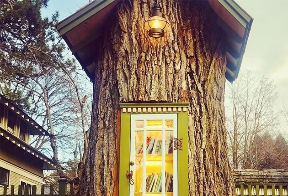Библиотека на столетнем дереве
