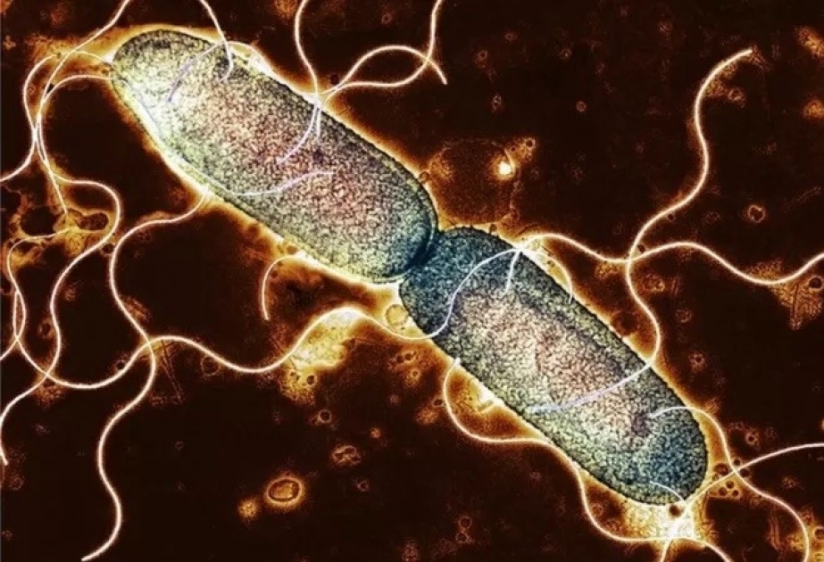 Salmonellaya yoluxanlarda xəstəliyə aid heç bir əlamət müşahidə olunmaya da bilər