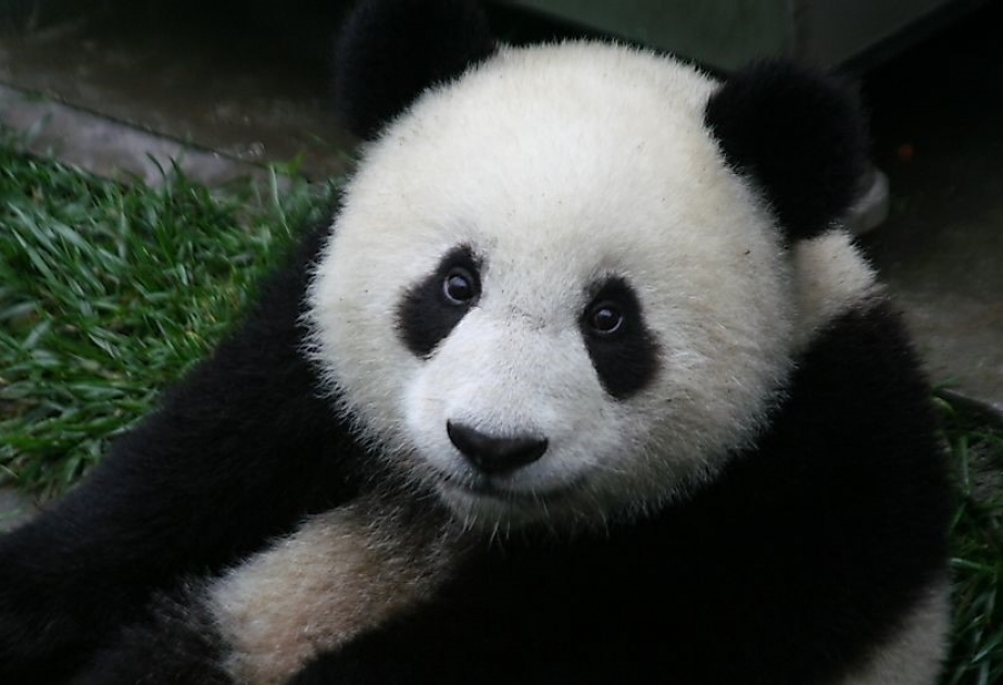 Ungewöhnliche Mitteln zur Paarung von Panda-Männchen in Kopenhagener Zoo