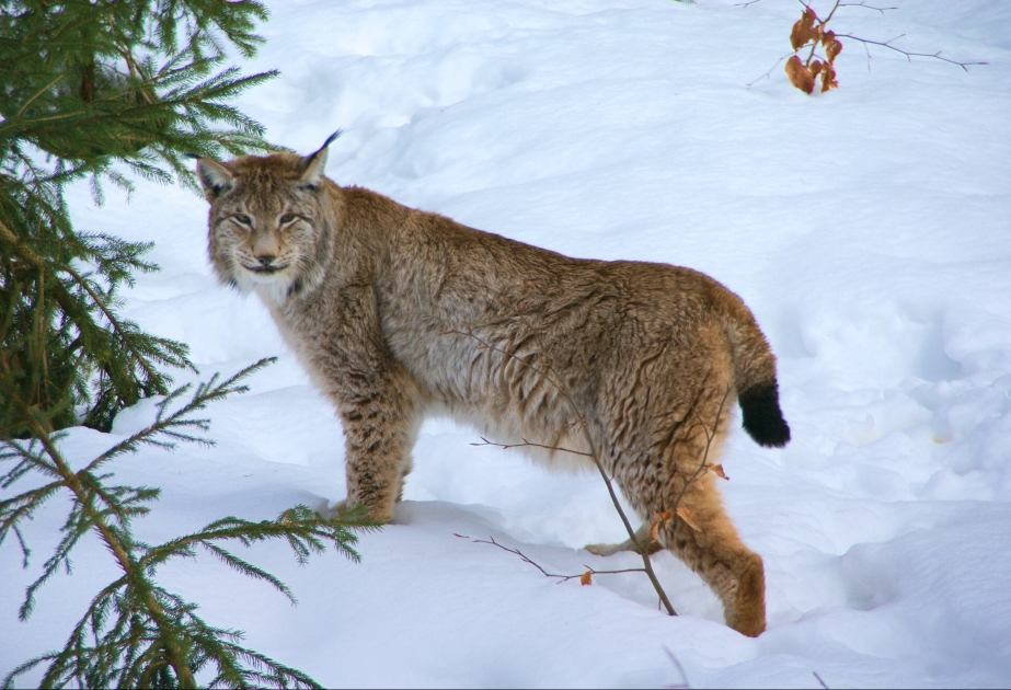 Eurasian lynx, one of the widest ranging of all cat species