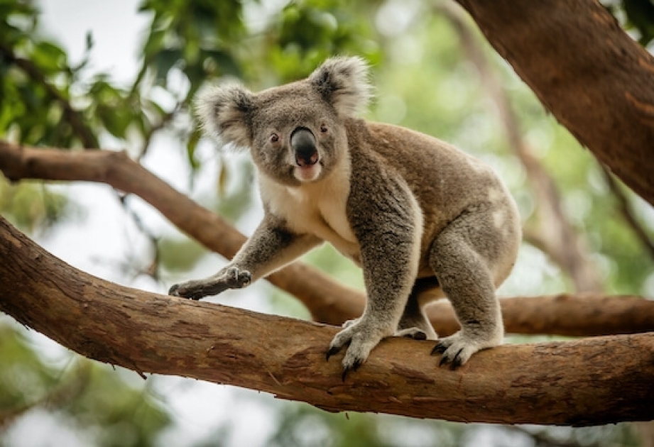 Koala - the only extant representative of family Phascolarctidae