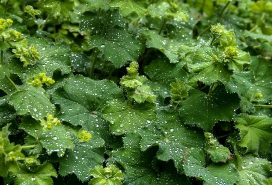 Alchemilla flower