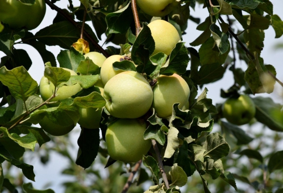 Регулярное употребление яблок помогает в борьбе со многими болезнями