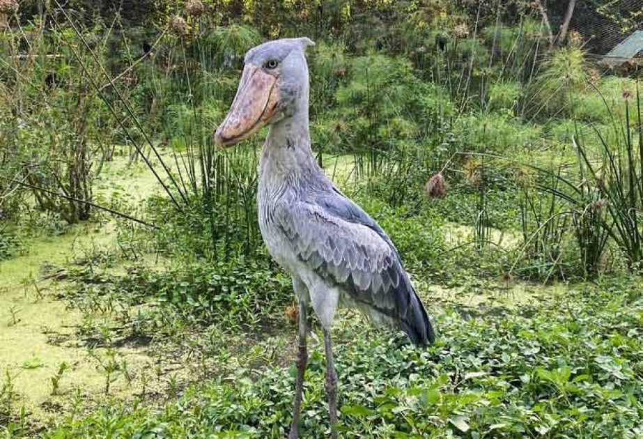 Shoebill - a terrifying ambush predator from Africa