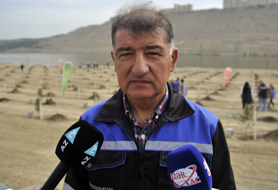 Firdovsi Əliyev: hava şəraitinin imkan verdiyi müddətə qədər ağacəkmə kampaniyası davam edəcək