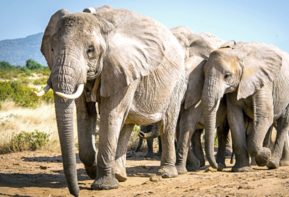 African Elephant - the largest terrestrial animal