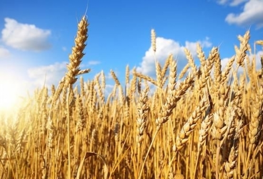 Berlín ayudará a Kiev en su exportación de granos
