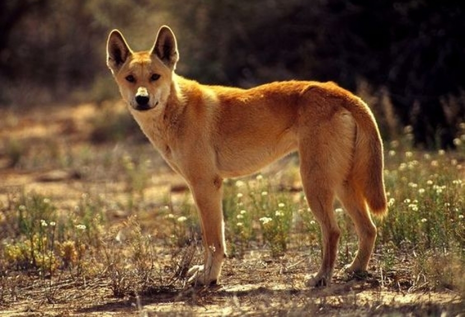 Dingoes are part domestic dog, part wolf