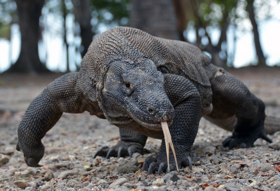 Komodo Dragon - world’s largest extant lizard