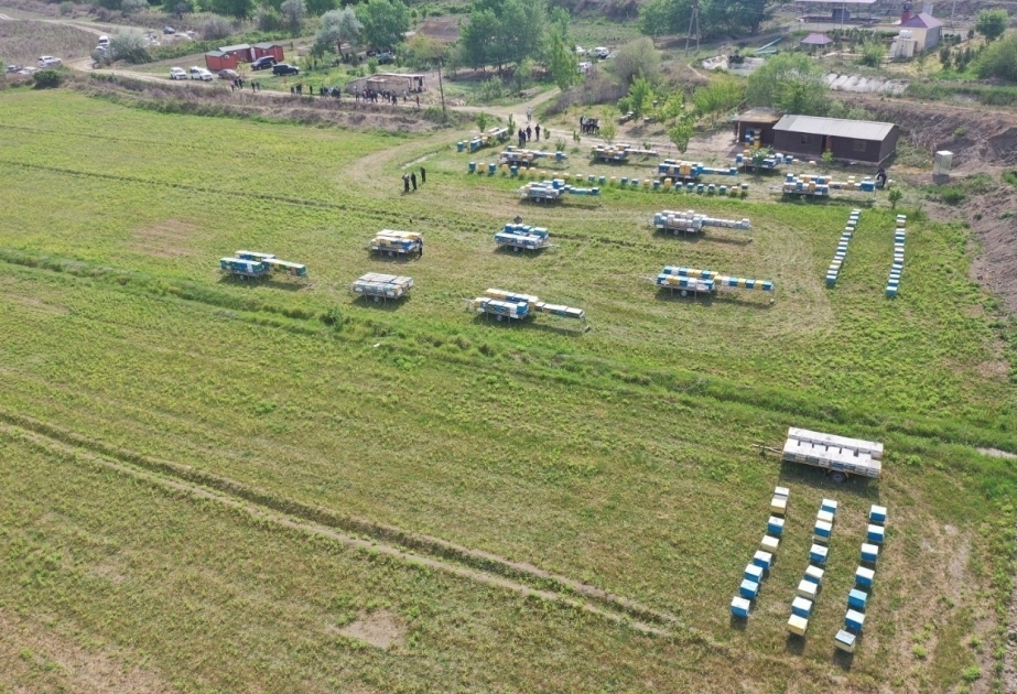 Los apicultores azerbaiyanos trasladan sus explotaciones a uno de los distritos de Karabaj