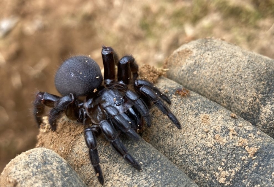 Trap-door spider - sneaky and patient hunter