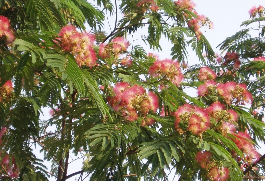 Albizia - fast-growing short-lived shrub or small tree