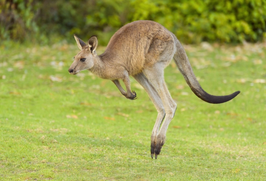 In Australien attackiert Känguru Golferin