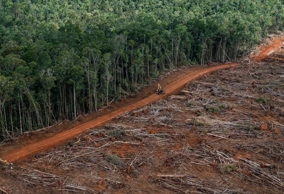 La FAO : Les forêts peuvent aider à sortir des multiples crises que le monde traverse