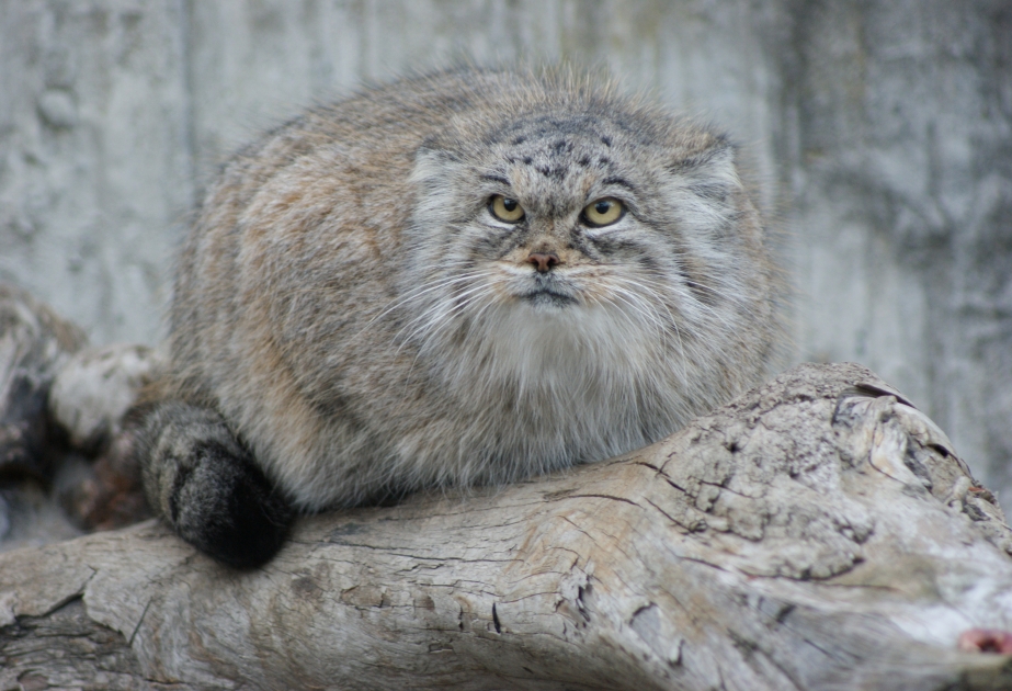 Pallas’s cat - a grumpy forest inhabitant