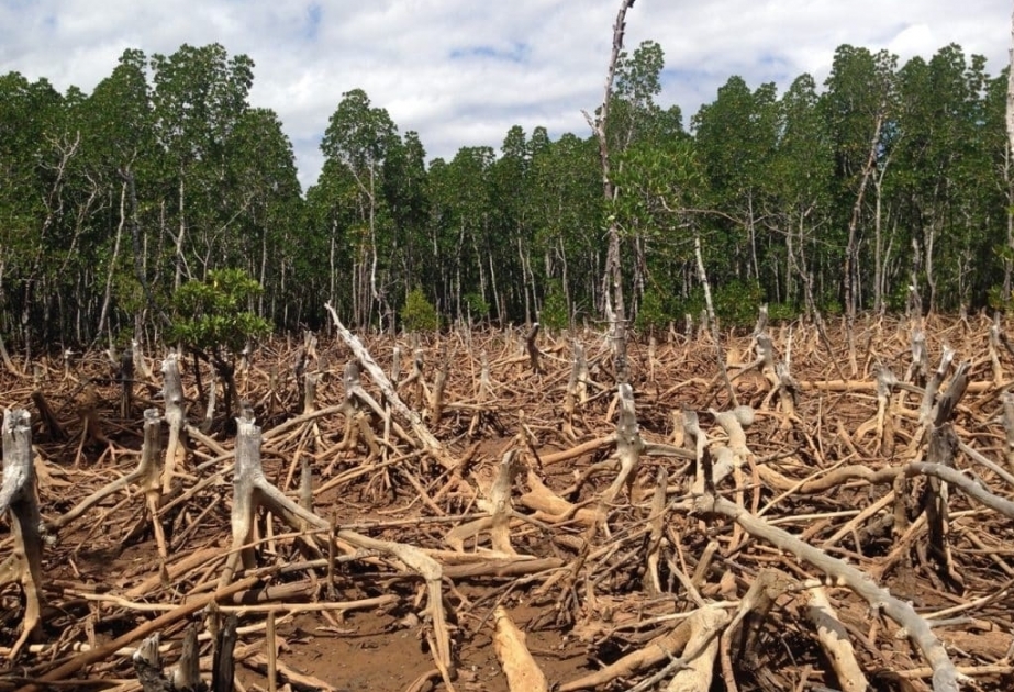 FAO: “La deforestación mundial se ralentiza, pero los bosques tropicales siguen en peligro”